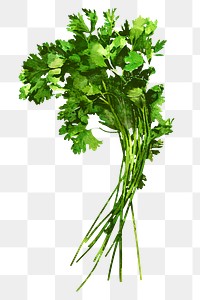 Cilantro png clipart, vegetable drawing on transparent background