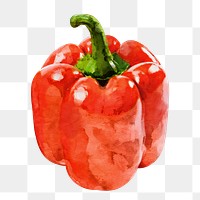 Bell pepper png clipart, vegetable drawing on transparent background