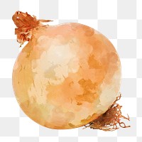 Onion png clipart, vegetable sticker on transparent background