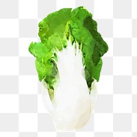 Chinese cabbage png clipart, vegetable sticker on transparent background