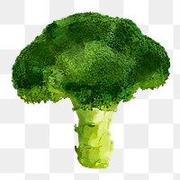 Broccoli png clipart, vegetable drawing on transparent background