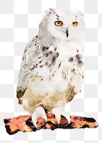 Owl png sticker, watercolor illustration, transparent background