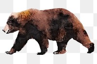 Brown bear png sticker, watercolor illustration, transparent background