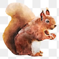 Squirrel png sticker, watercolor illustration, transparent background