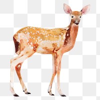 Spotted deer png sticker, watercolor illustration, transparent background