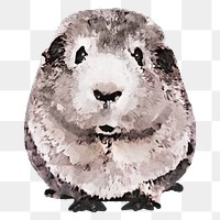 Guinea pig  png sticker, watercolor illustration, transparent background