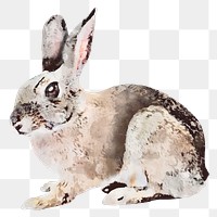 Rabbit png sticker, watercolor illustration, transparent background