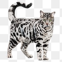 Bengal cat  png sticker, watercolor illustration, transparent background