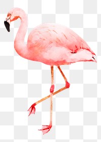 Flamingo png sticker, watercolor illustration, transparent background