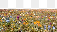 Spring wildflowers png border, transparent background