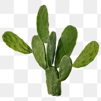 Aesthetic cactus png clipart, desert plant on transparent background