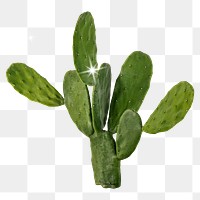 Glittery cactus png clipart, desert plant on transparent background