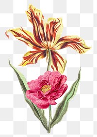 Blooming tulip, peony png clipart, vintage flower illustration on transparent background