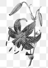 Tiger Lily png sticker, flower illustration in black and white on transparent background