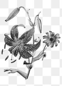 Tiger lily flower png sticker, surreal pointing hands collage art on transparent background