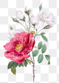Sparkly peony png flowers sticker, aesthetic vintage illustration on transparent background