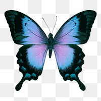 Ulysses butterfly png sticker, aesthetic insect illustration on transparent background