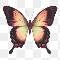 Ulysses butterfly png sticker, aesthetic insect illustration on transparent background