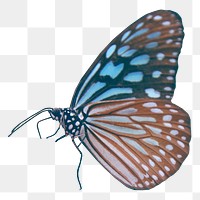 Chestnut Tiger png butterfly sticker, aesthetic insect illustration on transparent background