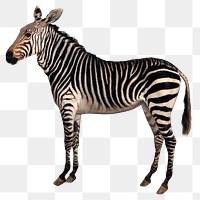 Zebra png animal sticker, wildlife on transparent background