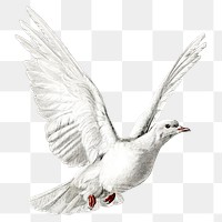 White dove png, bird sticker, animal illustration on transparent background