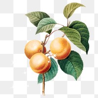 Peaches branch png clipart, vintage fruit illustration on transparent background