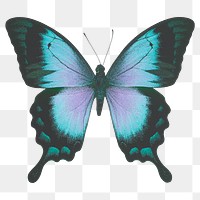 Ulysses butterfly png clipart, aesthetic insect illustration on transparent background