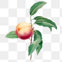 Peach branch png clipart, vintage fruit illustration on transparent background