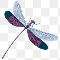 Purple dragonfly png sticker, insect illustration on transparent background