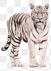 White tiger png sticker, wild animal on transparent background