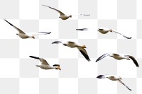 Flying birds png, animal collage element on transparent background