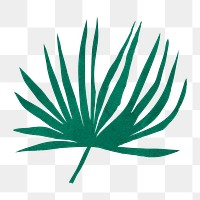 PNG green fan palm leaf, nature collage element, transparent background