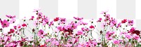 Pink flower border png sticker, transparent background