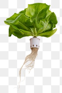 Hydroponic png butterhead lettuce collage element, transparent background
