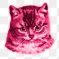 Pink cat sticker