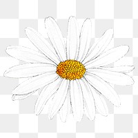 Hand drawn white flower transparent png
