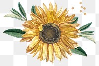 Blooming sunflower design element transparent png