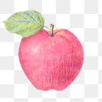 Pastel pink apple illustration design element 