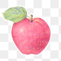 Pastel pink apple illustration design element 