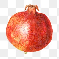Hand drawn pomegranate acrylic style sticker overlay