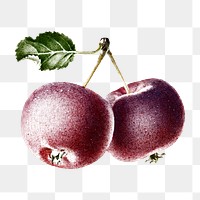 Hand colored cherries design element