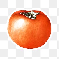 Hand drawn persimmon sticker overlay with a white border