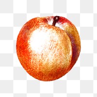 Hand drawn peach sticker overlay