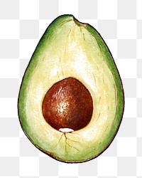 Hand drawn avocado sticker design element