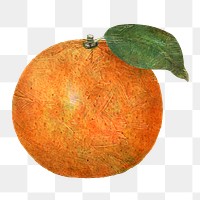 Hand drawn tangerine fruit design element