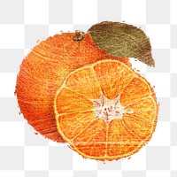 Hand drawn tangerine orange fruit brushstroke style design element