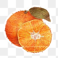 Hand drawn tangerine orange fruit brushstroke style sticker with a white border