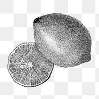 Hand drawn monotone lemon fruit design element