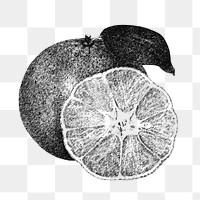 Hand drawn monotone tangerine orange fruit design element