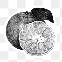 Hand drawn monotone tangerine orange fruit sticker with a white border